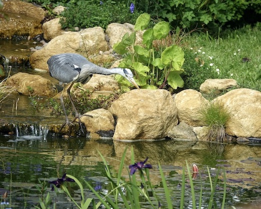 grey heron